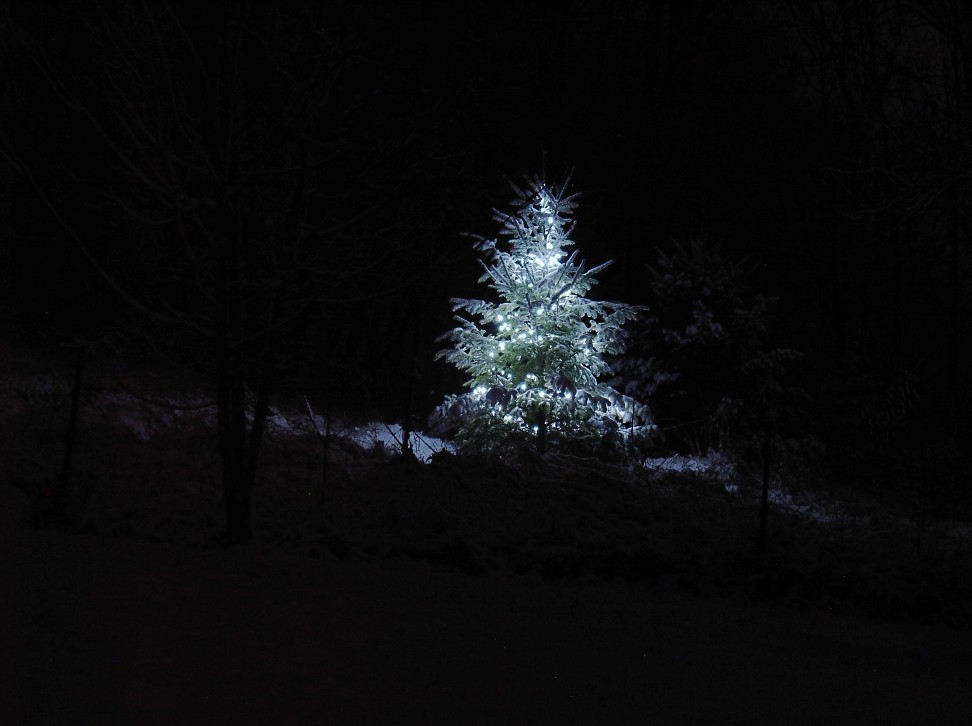 Meadow Fir resize.JPG